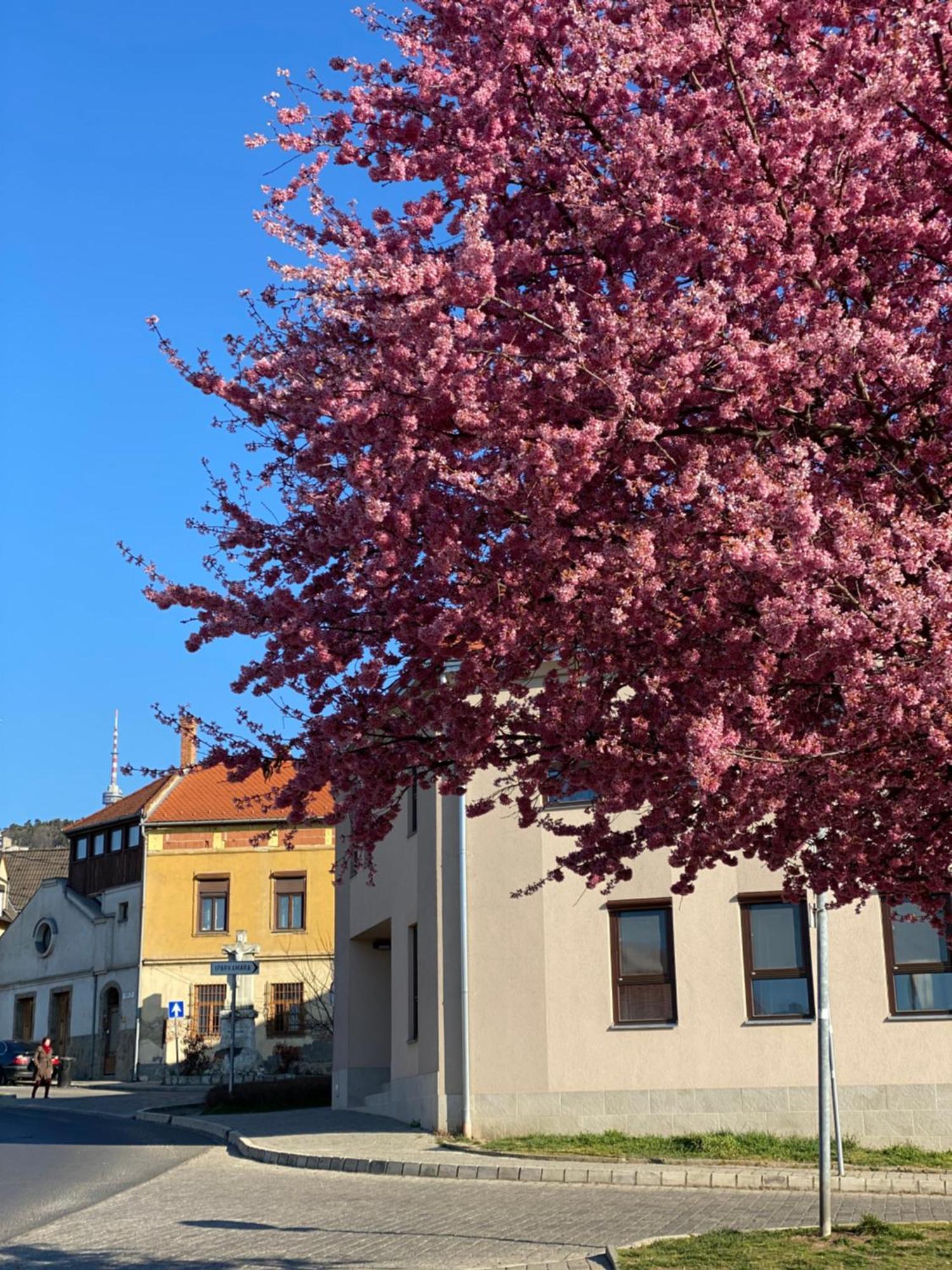 M18 - Csak Egy Lepes A Toertenelmi Belvaros - Free Parking Pecs Bagian luar foto
